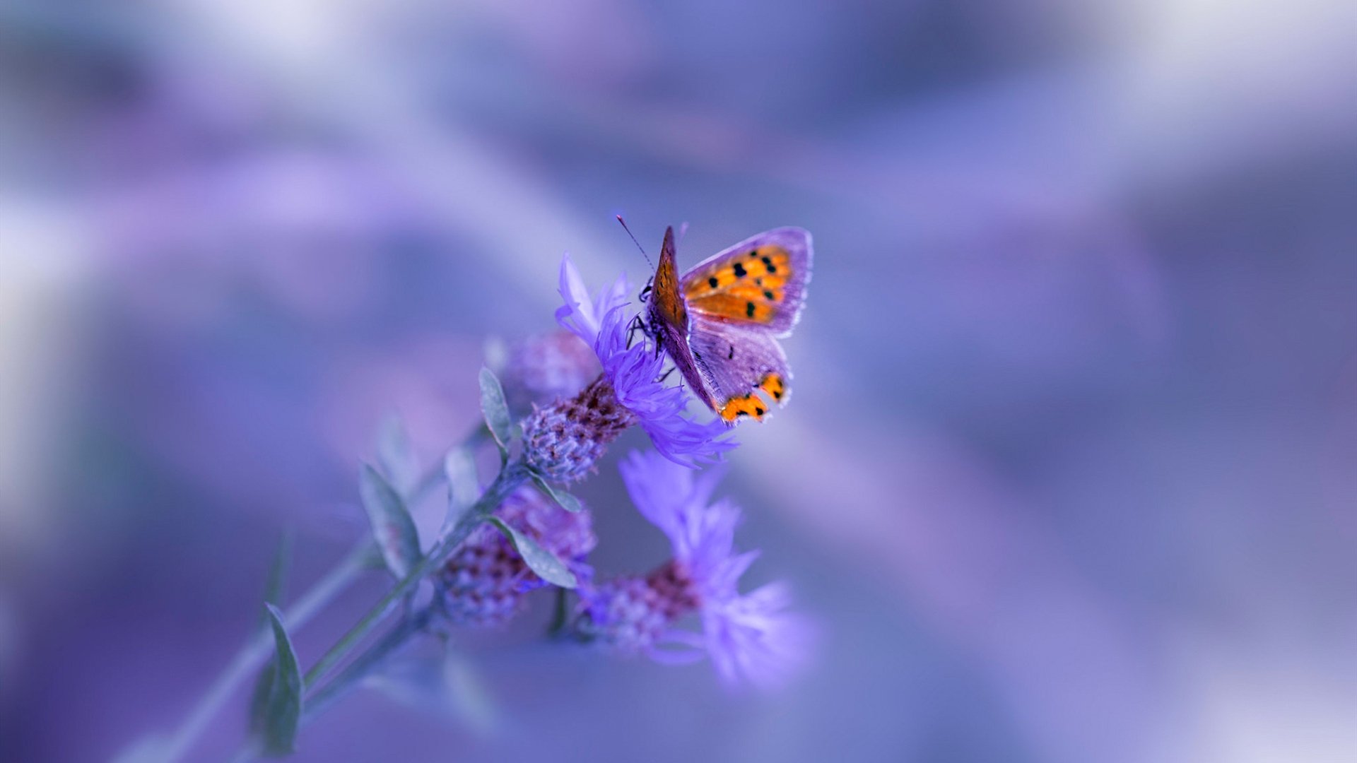 跨界之王，阿坎吉在平行时空中，如何用一脚传球偷走马赛，又用一记封盖终结西决