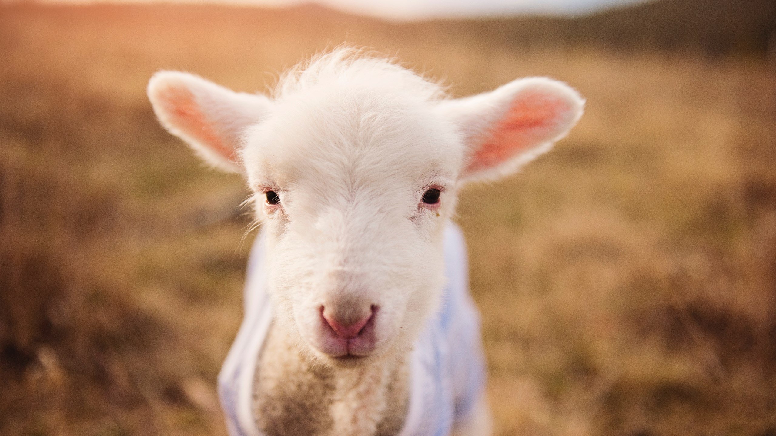 格列兹曼的挽歌与多特蒙德的战吼,当关键先生奏响淘汰赛序章