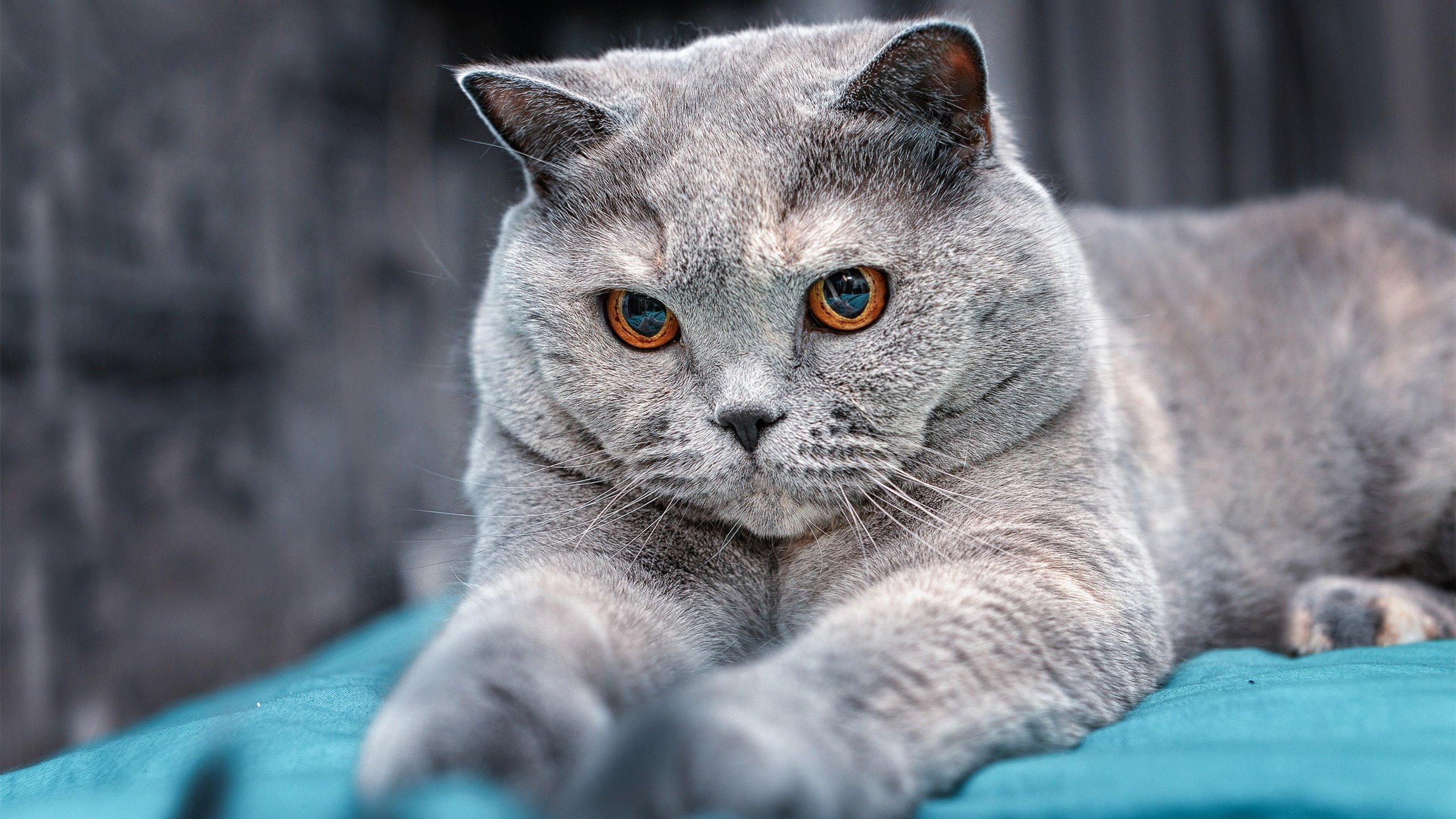 鲍尔魔术师，链动跨洋攻防