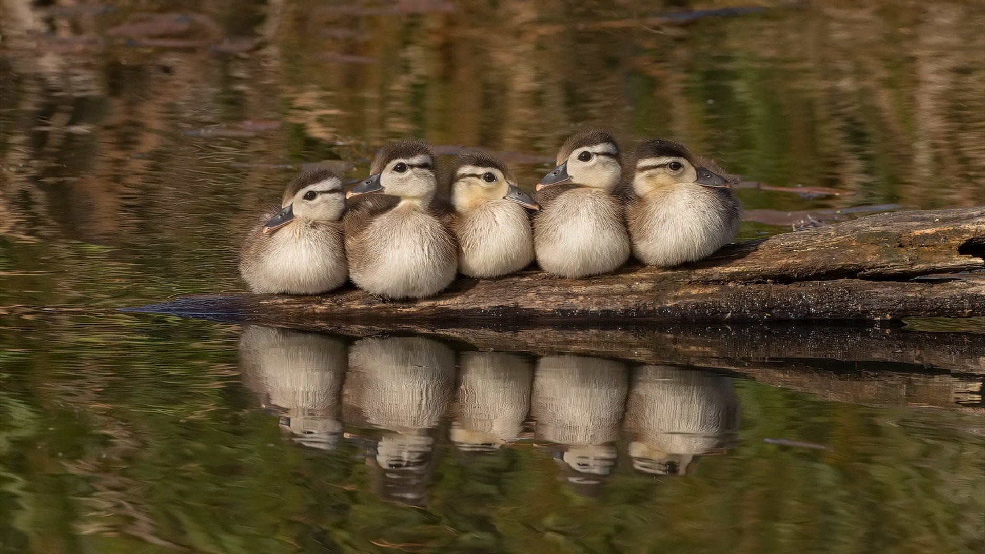 对阵鹈鹕狂轰31分,西亚卡姆用对位统治证明,东部大杀器已完全觉醒