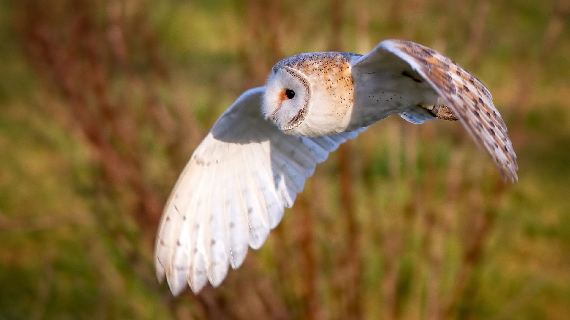 雷火电竞主播-如果佩德里在沙特上演欧冠决赛剧本，当莱比锡红牛遇见虚幻冠军