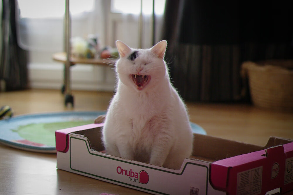 绿茵交响诗,梅西的独奏与尼斯的铜墙铁壁