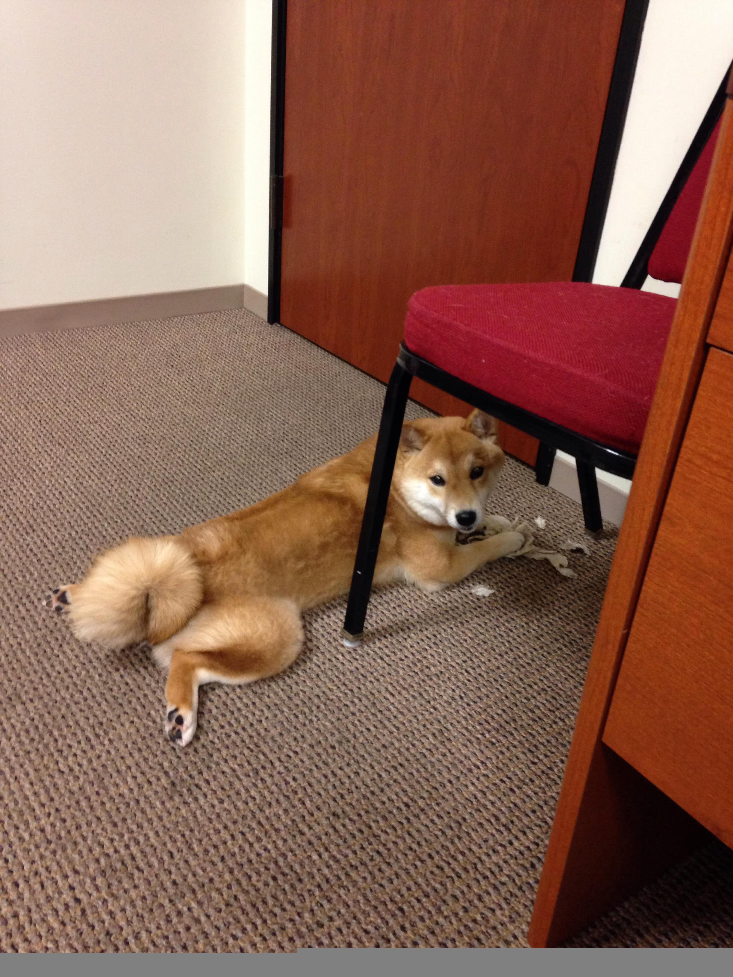 三分雨淹没东北虎！拉梅洛魔术师时刻导演勇士压轴逆转